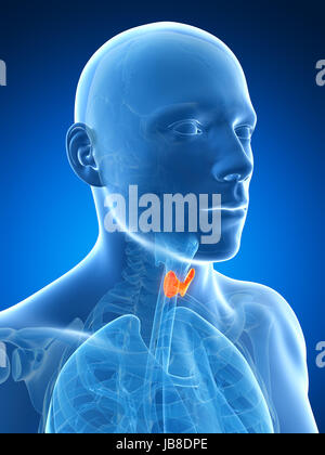 3D gerenderte Darstellung der männlichen Schilddrüse Stockfoto