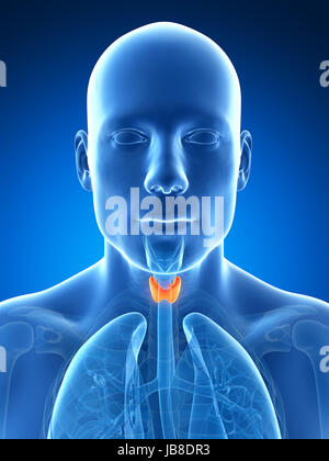 3D gerenderte Darstellung der männlichen Schilddrüse Stockfoto