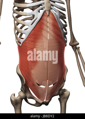 3D gerenderte Darstellung der Transversus Abdominis Muskel Stockfoto