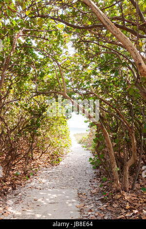 Bäumen gesäumten Weg zum Sandstrand in Delray Beach, Florida, Vereinigte Staaten Stockfoto