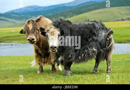 Zwei Yak (Bos Mutus) mit langen zotteligen Haaren Orkhon Tal, Khangai Nuruu National Park, Oevoerkhangai Aimag, Mongolei Stockfoto