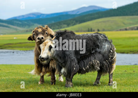 Zwei Yak (Bos Mutus) mit langen zotteligen Haaren Orkhon Tal, Khangai Nuruu National Park, Oevoerkhangai Aimag, Mongolei Stockfoto