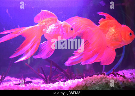 Goldfische in einem Heim aquarium Stockfoto