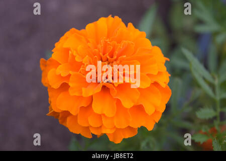 Leuchtend orange Ringelblume Blütenkopf voll blüht. Ist eine kurzlebige aromatische Blütenpflanze in der Familie der Gänseblümchen mit medizinischen und pflanzlichen Anwendungen. Stockfoto