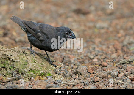 Männliche Galapagos Finch wahrscheinlich ein Medium Boden Finch Fütterung auf dem Boden Stockfoto