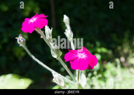 Silene coronaria, die Rose campion, ist eine blühende Pflanze, die grau verfilzte Blätter und einzelne, leuchtend magentafarbene Blüten hat. Stockfoto