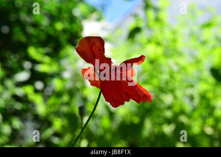 Ein zerbrechlicher Mohnblütenkopf. Es ist eine krautige Pflanze mit leuchtenden Blumen, milchigem sap und abgerundeten Samenkapseln. Stockfoto
