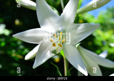 Weiße Lilie oder die Madonnenlilie, die im heimischen Garten wächst. Sie hat in vielen Kulturen einen großen symbolischen Wert. Stockfoto