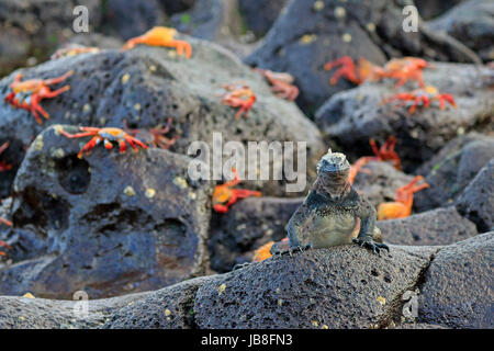 Marine Iguana auf Lavafelsen mit Sally Lightfoot Krabben in den Galapagos-Inseln Stockfoto