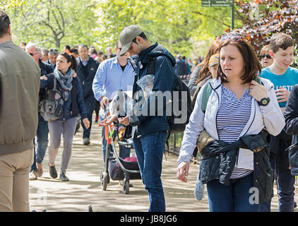 Mann, die Fütterung Taube im St James Park In London Stockfoto