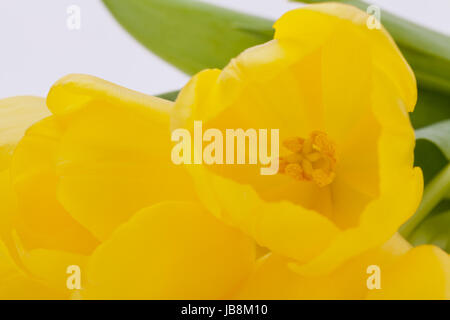 Blumenstraus aus Klingebiel Tulpen Zu Ostern Nahaufnahme Isoliert Auf Weißem Hintergrund Stockfoto