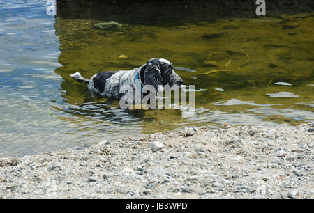 Ein Spaniel stehend im Meer an einem heißen Sommertag Stockfoto