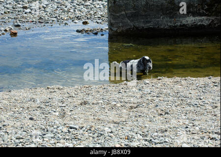 Ein Spaniel stehend im Meer an einem heißen Sommertag Stockfoto