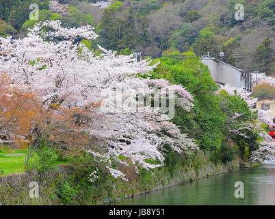 Sakura-Baum mit Fluss Stockfoto