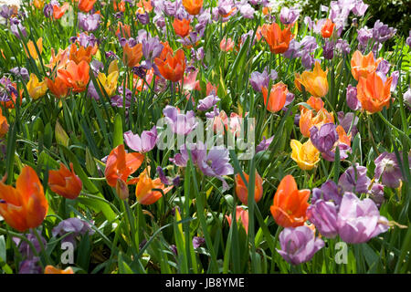 Frühlings-Blüte am Dallas Arboretum Stockfoto