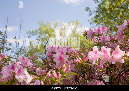 Frühlings-Blüte am Dallas Arboretum Stockfoto