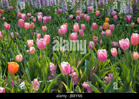 Frühlings-Blüte am Dallas Arboretum Stockfoto