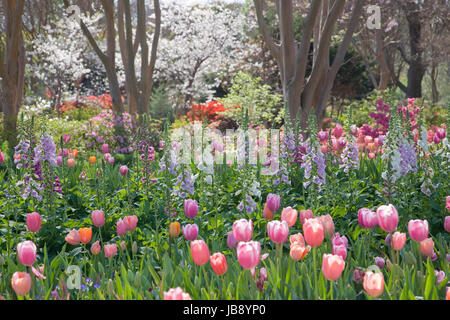 Frühlings-Blüte am Dallas Arboretum Stockfoto