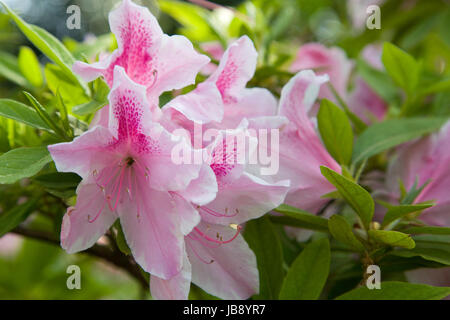 Frühlings-Blüte am Dallas Arboretum Stockfoto