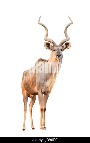 männliche große Kudu isoliert auf weißem Hintergrund Stockfoto