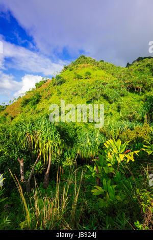 Üppige Vegetation entlang der Kalalau Trail, Na Pali Coast, Kauai, Hawaii USA Stockfoto