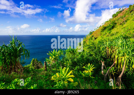 Üppige Vegetation entlang der Kalalau Trail, Na Pali Coast, Kauai, Hawaii USA Stockfoto