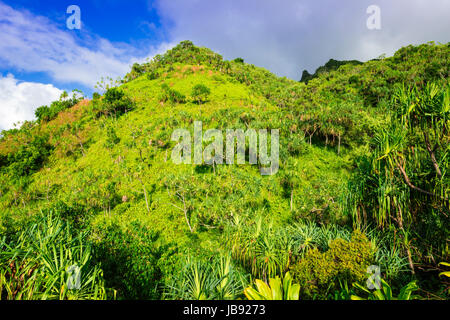 Üppige Vegetation entlang der Kalalau Trail, Na Pali Coast, Kauai, Hawaii USA Stockfoto