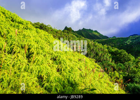 Üppige Vegetation entlang der Kalalau Trail, Na Pali Coast, Kauai, Hawaii USA Stockfoto