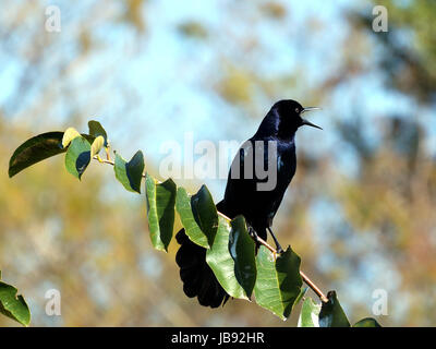 Männliche Boat-Tailed Brackle, thront auf einem Ast, krächzen. Stockfoto