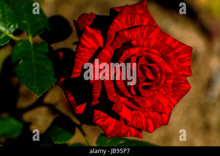 Schöne Blumenkarte. Herrliche Aussicht auf eine leuchtend rote rose blühen im Garten mitten in einem sonnigen Frühlingstag mit grünen Rasen. Stockfoto