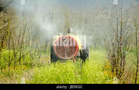 Traktor-Sprays Insektizid in jungen Kirschgarten Stockfoto