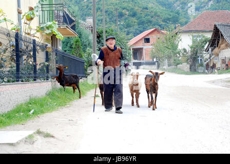 Kočani, Mazedonien - Oktober 18, 2015:Old Mann und seine Ziegen nach Hause nach Weide im Dorf in der Nähe von Stadt Kočani, Mazedonien Stockfoto