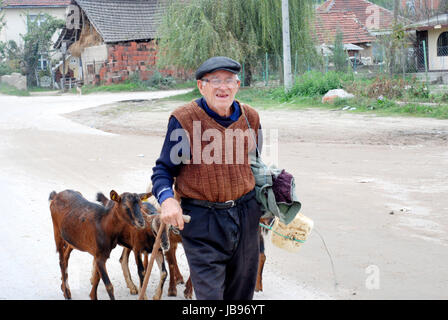 Kočani, Mazedonien - Oktober 18, 2015:Old Mann und seine Ziegen nach Hause nach Weide im Dorf in der Nähe von Stadt Kočani, Mazedonien Stockfoto