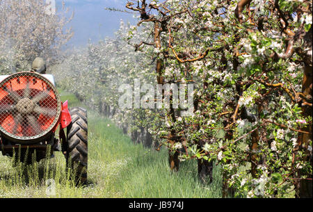 Traktor sprüht Insektizid im Apfelgarten, Bild von einem Stockfoto