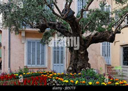 Saint-Maxime, Dorfplatz Mit Altem Olivenbaum, Cote d ' Azur, Provence, Saint-Maxime, Dorfplatz mit einem alten Olivenbaum, Provence, Südfrankreich Stockfoto