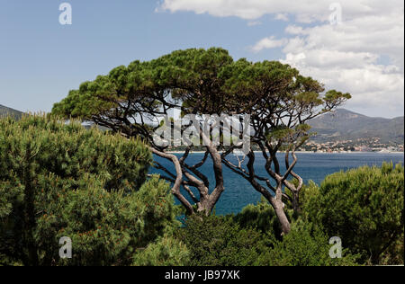 St-Tropez, Blick Auf Den Golfe de St-Tropez, VG Aleppo-Kiefer, Pinus Halepensis - Pinus Halepensis, Aleppo-Kiefer in Saint-Tropez, Golfe de St-Tropez, Côte d ' Azur, Südfrankreich Stockfoto