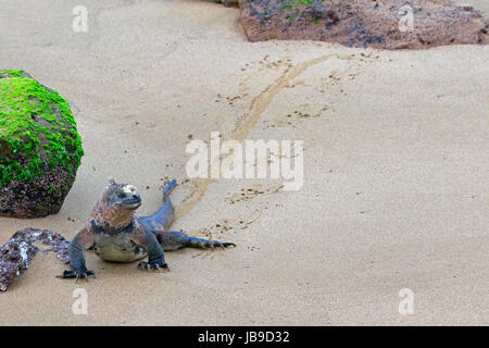 Marine Iguana zu Fuß auf einem sandigen Strand zeigt seine Spuren in den Galapagos-Inseln Stockfoto