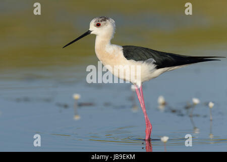 Stelzenläufer (Himantopus Himantopus) stehen im flachen Wasser, Extremadura, Spanien Stockfoto