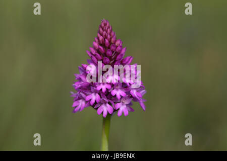 Pyramiden-Orchidee (Anacamptis Pyramidalis), blühend, Orchideenparadies Wasserliesch, Mosel, Rheinland-Pfalz, Deutschland Stockfoto