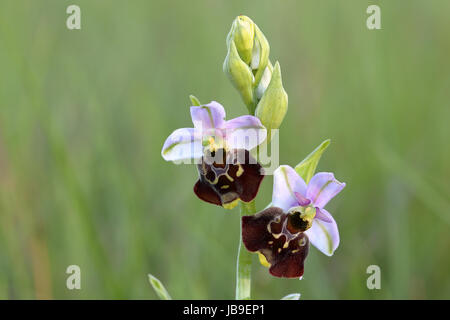 Späten Spider Orchid (Ophrys Holoserica), Blüten, Orchideensparadies Wasserliesch, Mosel, Rheinland-Pfalz, Deutschland Stockfoto