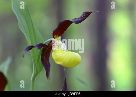 Gelbe Frauenschuh Orchidee (Cypripedium Calceolus), Blüte, Thüringen, Deutschland Stockfoto