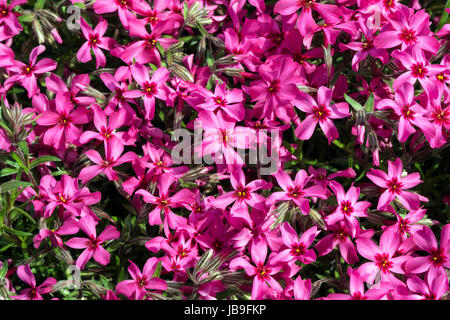 Kriechende Phlox (Phlox Subulata), auch moss Phlox, rosa, Baden-Württemberg, Deutschland Stockfoto