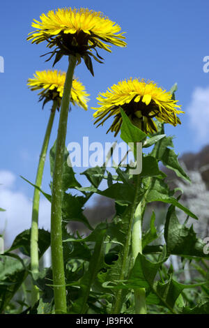 Gemeinsamen Löwenzahn (Taraxacum Sect. Ruderalia), Blüte, Frosch Perspektive, Baden-Württemberg, Deutschland Stockfoto