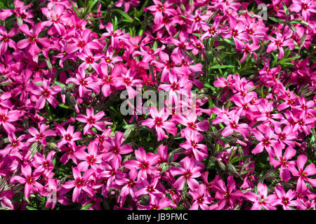 Kriechende Phlox (Phlox Subulata), auch moss Phlox, rosa, Baden-Württemberg, Deutschland Stockfoto