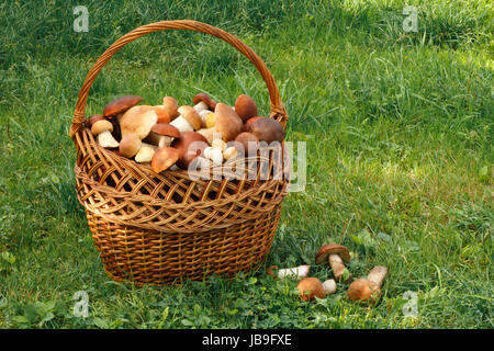 Ein großen Weidenkorb mit vielen verschiedenen Pilzen gefüllt steht auf dem Rasen in der Waldlichtung. Stockfoto