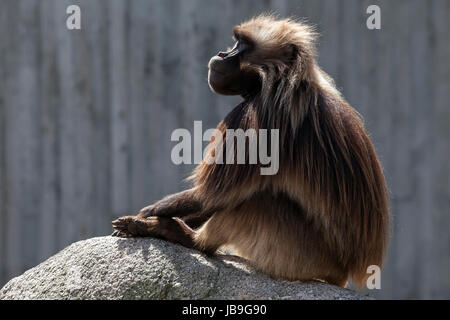 Gelada oder Gelada Pavian (Theropithecus Gelada), Männlich, sitzt auf Fels, Auftreten von Äthiopien, in Gefangenschaft, Deutschland Stockfoto