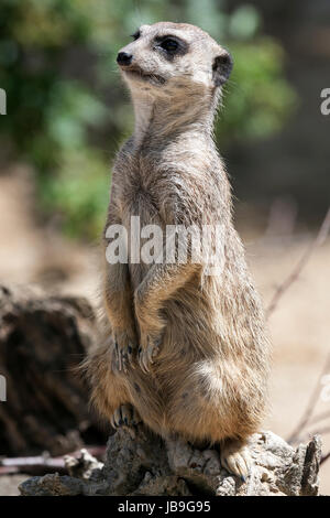 Erdmännchen (Suricata Suricatta), weiblichen Blick, in Gefangenschaft, Baden-Württemberg, Deutschland Stockfoto