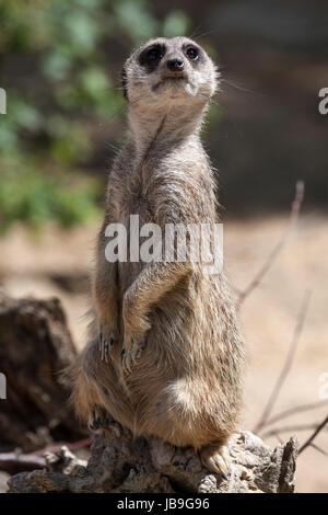 Erdmännchen (Suricata Suricatta), weiblichen Blick, in Gefangenschaft, Baden-Württemberg, Deutschland Stockfoto