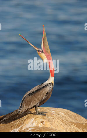 Brauner Pelikan (Pelecanus Occidentalis), am Rock in Kalifornien, USA Stockfoto