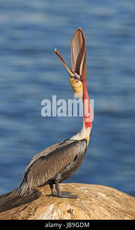 Brauner Pelikan (Pelecanus Occidentalis), am Rock in Kalifornien, USA Stockfoto